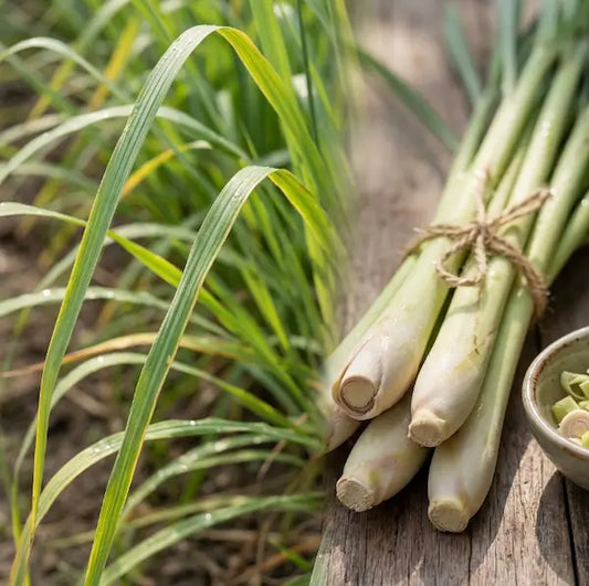 Advantages of Lemongrass: Science-Backed Benefits