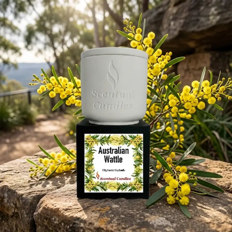Wattle Candle displayed next to Australian Golden Wattle flowers in a natural setting.