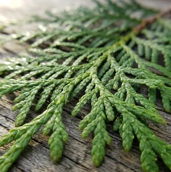 close up image of cedarleaf