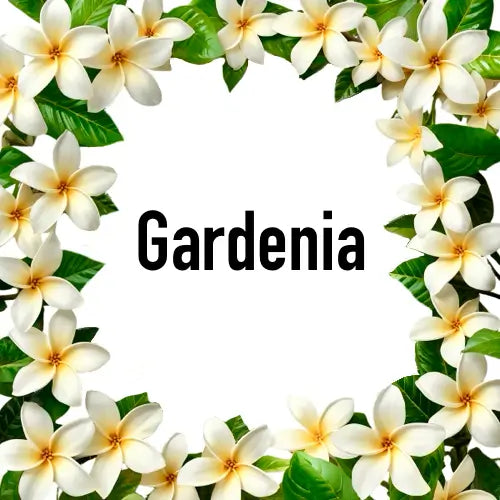 Gardenia flowers arranged in a circular frame with the word 'Gardenia' in the center.