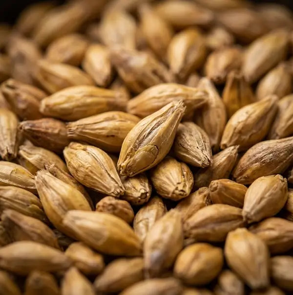 close up image of malt grains