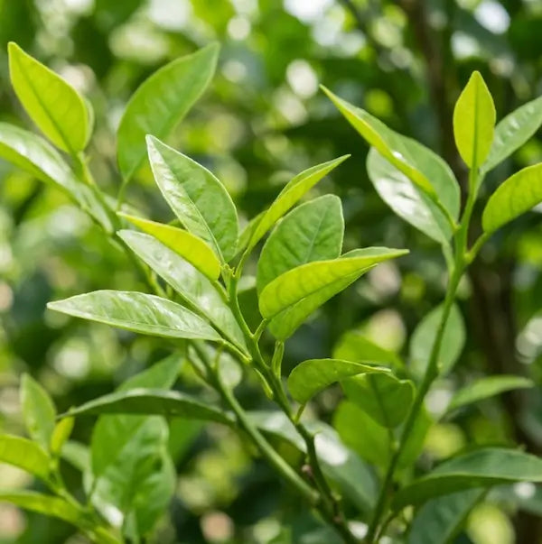Young branches of the bitter orange tree where petitgrain is derived from.