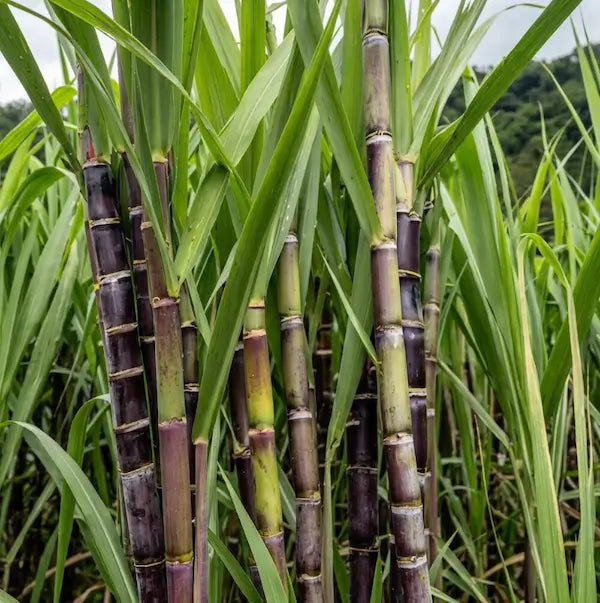 image of sugarcane